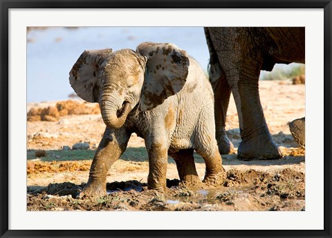 Framed Baby African Elephant in Mud, Namibia Print