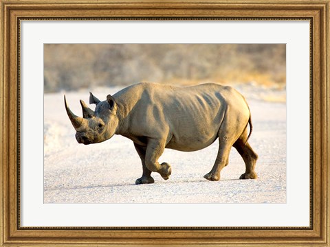 Framed Black Rhinoceros, Namibia Print