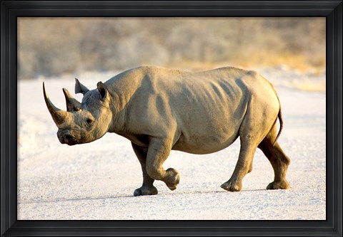 Framed Black Rhinoceros, Namibia Print