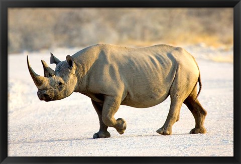 Framed Black Rhinoceros, Namibia Print