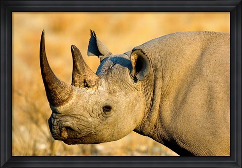 Framed Black Rhinoceros at Halali Resort, Namibia Print