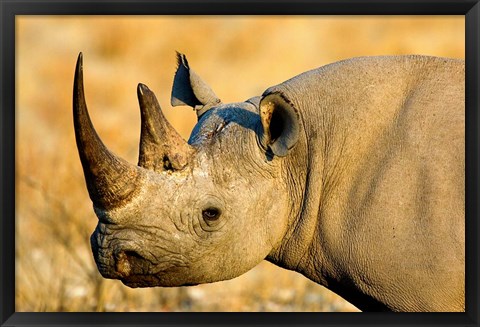 Framed Black Rhinoceros at Halali Resort, Namibia Print