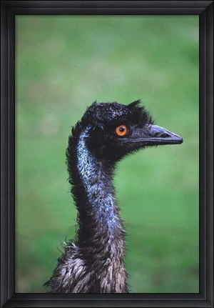 Framed Emu Portrait, Australia Print