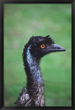 Framed Emu Portrait, Australia Print
