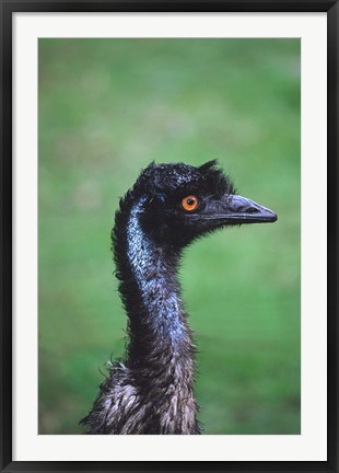 Framed Emu Portrait, Australia Print