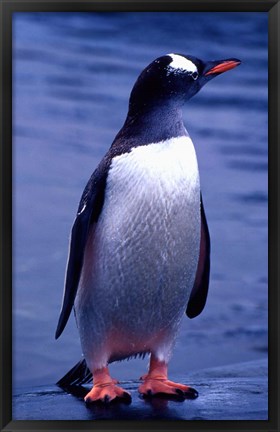 Framed Gentoo Penguin, Antarctica Print