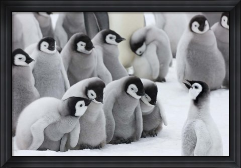 Framed Emperor Penguins on ice, Snow Hill Island, Antarctica Print