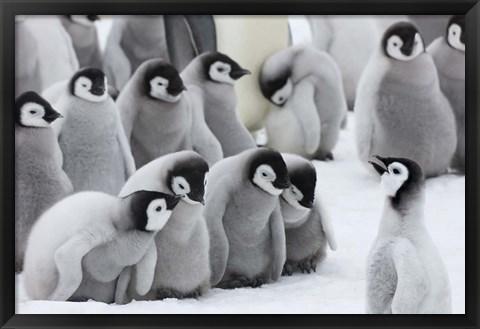 Framed Emperor Penguins on ice, Snow Hill Island, Antarctica Print