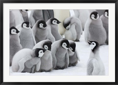 Framed Emperor Penguins on ice, Snow Hill Island, Antarctica Print