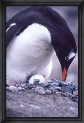 Framed Gentoo Penguin on Nest, Antarctica Print
