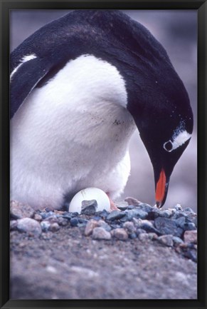 Framed Gentoo Penguin on Nest, Antarctica Print