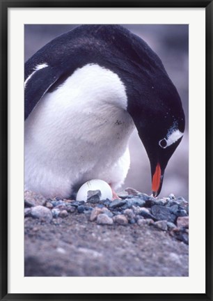 Framed Gentoo Penguin on Nest, Antarctica Print