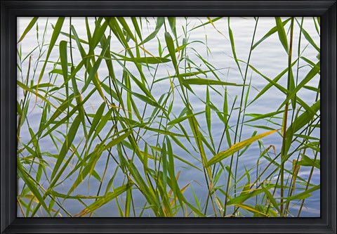 Framed Bamboo Growing Waterside, China Print