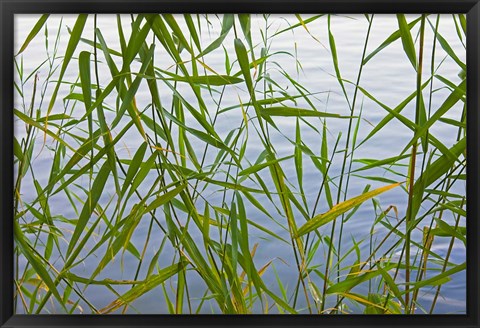 Framed Bamboo Growing Waterside, China Print