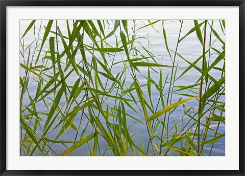 Framed Bamboo Growing Waterside, China Print