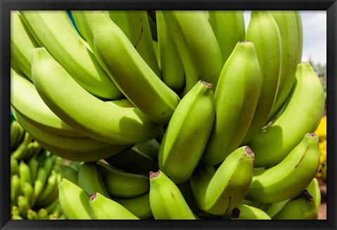 Framed Africa, Cameroon, Tiko. Bunches of bananas at banana plantation. Print