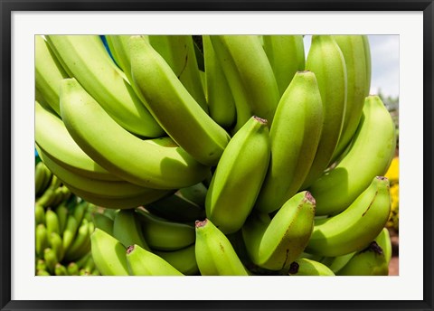 Framed Africa, Cameroon, Tiko. Bunches of bananas at banana plantation. Print