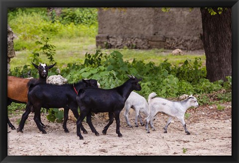 Framed Africa, Mozambique, Ibo Island, Quirimbas NP. Goats running down path. Print