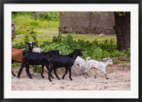 Framed Africa, Mozambique, Ibo Island, Quirimbas NP. Goats running down path. Print