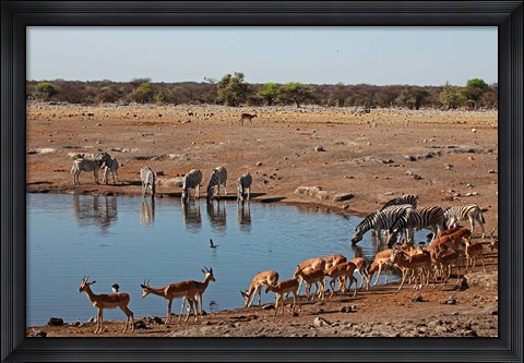 Framed Africa, Namibia, Etosha. Black Faced Impala in Etosha NP. Print