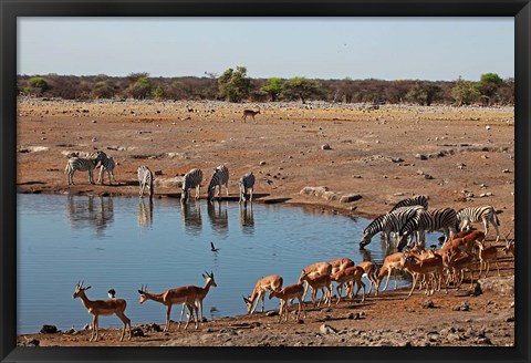 Framed Africa, Namibia, Etosha. Black Faced Impala in Etosha NP. Print