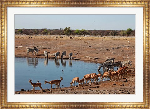 Framed Africa, Namibia, Etosha. Black Faced Impala in Etosha NP. Print