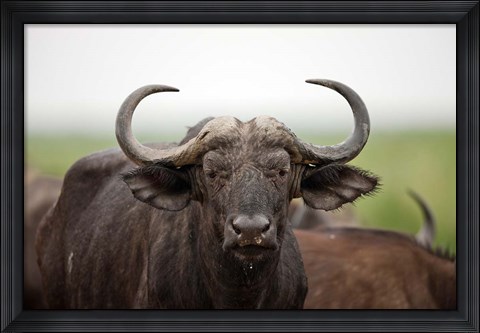 Framed African Buffalo wildlife, Uganda Print