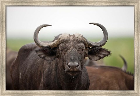 Framed African Buffalo wildlife, Uganda Print