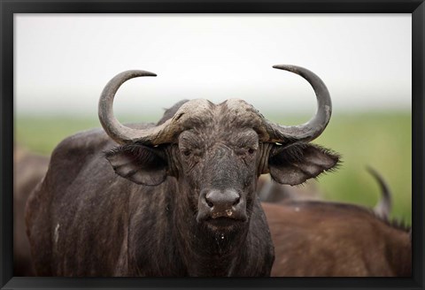 Framed African Buffalo wildlife, Uganda Print