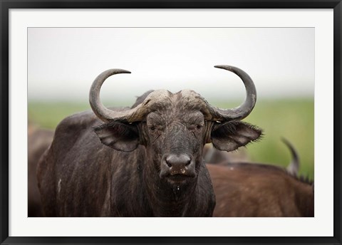 Framed African Buffalo wildlife, Uganda Print