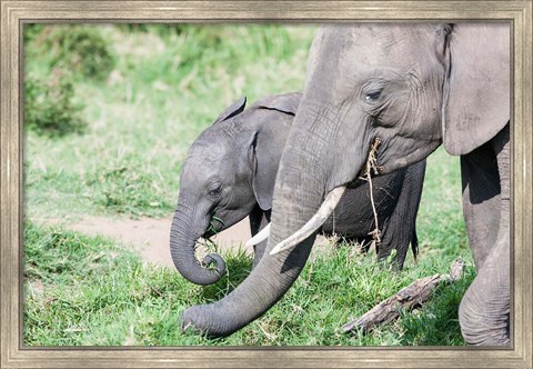Framed African bush elephant calf eating in Maasai Mara, Kenya Print