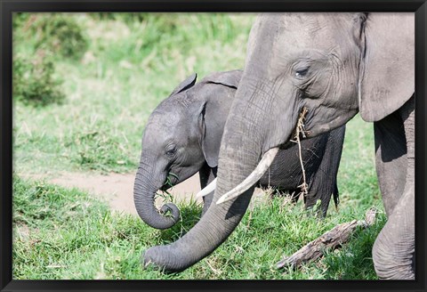 Framed African bush elephant calf eating in Maasai Mara, Kenya Print