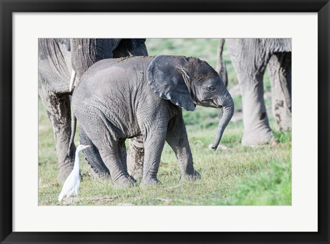 Framed African bush elephant calf in Amboseli National Park, Kenya Print