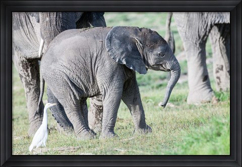 Framed African bush elephant calf in Amboseli National Park, Kenya Print
