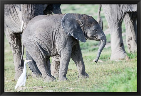 Framed African bush elephant calf in Amboseli National Park, Kenya Print