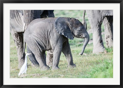 Framed African bush elephant calf in Amboseli National Park, Kenya Print