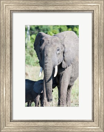 Framed African bush elephant, Maasai Mara, Kenya Print