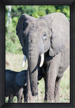 Framed African bush elephant, Maasai Mara, Kenya Print