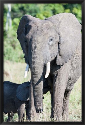 Framed African bush elephant, Maasai Mara, Kenya Print