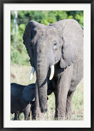 Framed African bush elephant, Maasai Mara, Kenya Print