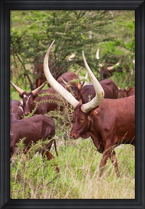 Framed Close Up of Ankole-Watusi cattle, Mbarara, Ankole, Uganda Print