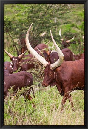 Framed Close Up of Ankole-Watusi cattle, Mbarara, Ankole, Uganda Print