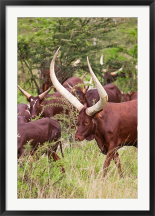 Framed Close Up of Ankole-Watusi cattle, Mbarara, Ankole, Uganda Print