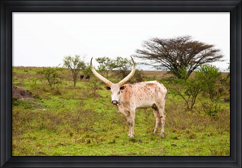 Framed White Ankole-Watusi cattle. Mbarara, Ankole, Uganda. Print