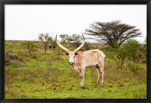 Framed White Ankole-Watusi cattle. Mbarara, Ankole, Uganda. Print