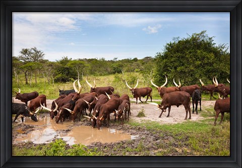 Framed Ankole-Watusi cattle. Uganda Print