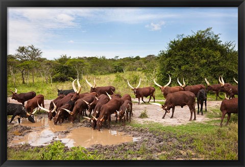 Framed Ankole-Watusi cattle. Uganda Print