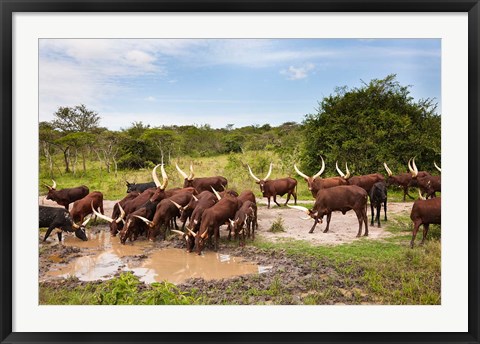 Framed Ankole-Watusi cattle. Uganda Print