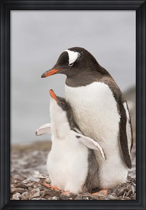 Framed Antarctica, Aitcho Island. Gentoo penguin chick Print