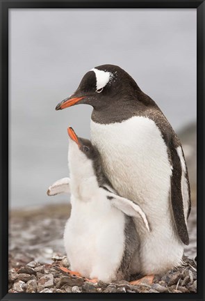 Framed Antarctica, Aitcho Island. Gentoo penguin chick Print